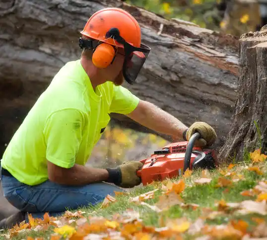 tree services Sea Bright